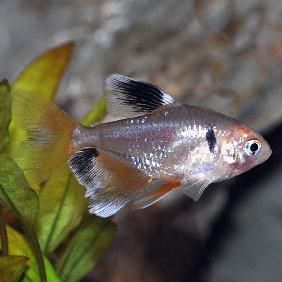 Red Minor Serpae Tetra Tropical Fish For Freshwater Aquariums,Lychee Fruit Taste