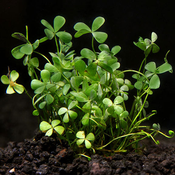 Pl Four Leaf Clover Potted - 