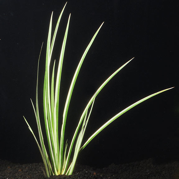 Variegated Japanese Dwarf Rush Aquarium Plant: Aquatic Plants for  Freshwater Aquariums