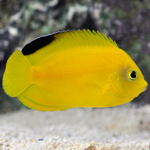 Yellow Black Heraldi Angelfish Saltwater Aquarium Fish For