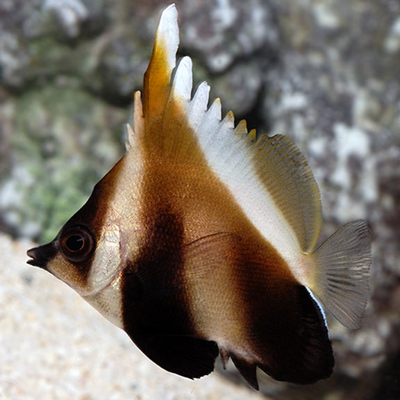 Phantom Bannerfish Saltwater Aquarium Fish For Marine Aquariums