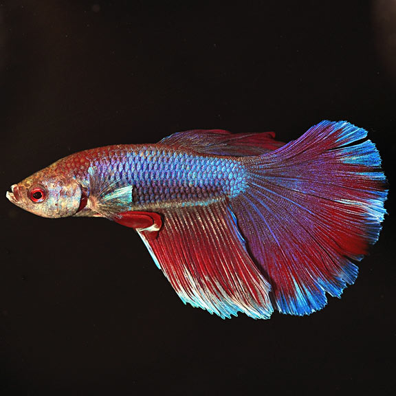 fish compatible with male betta