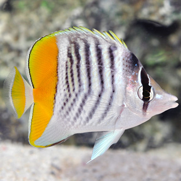 Mertensii Butterflyfish Saltwater Aquarium Fish For Marine Aquariums