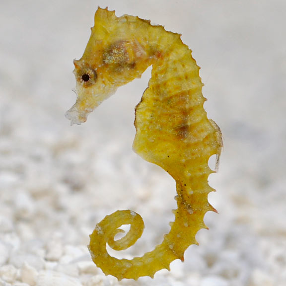 freshwater seahorses for sale near me