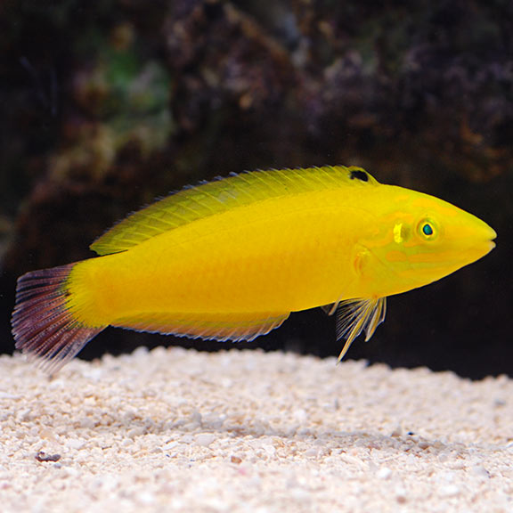 Yellow Wrasse: Saltwater Aquarium Fish 