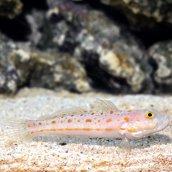 Diamond Watchman Sand Sifter Goby Saltwater Aquarium Fish For Marine Aquariums