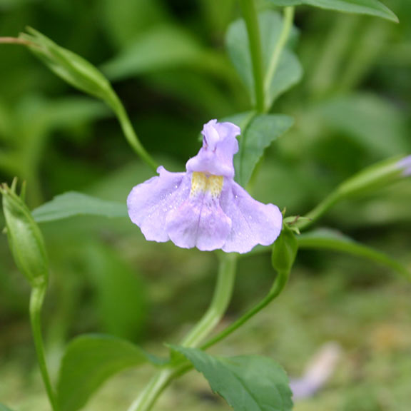 Monkey Plant Mimulus Ringens Plants For Ponds Water Gardens