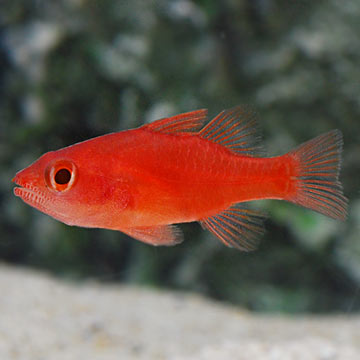 Ruby Red Scooter Dragonet Male Saltwater Fish Tanks Saltwater Aquarium Fish Saltwater Aquarium