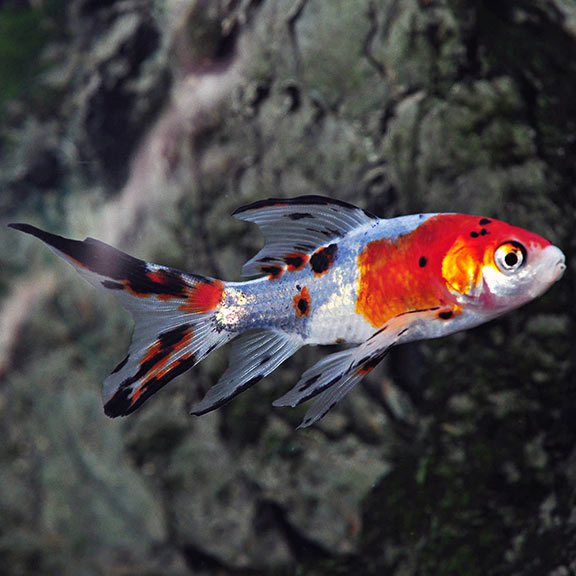 Shubunkin: Tropical Fish for Freshwater 
