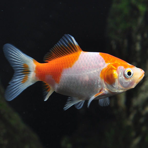 feeder goldfish