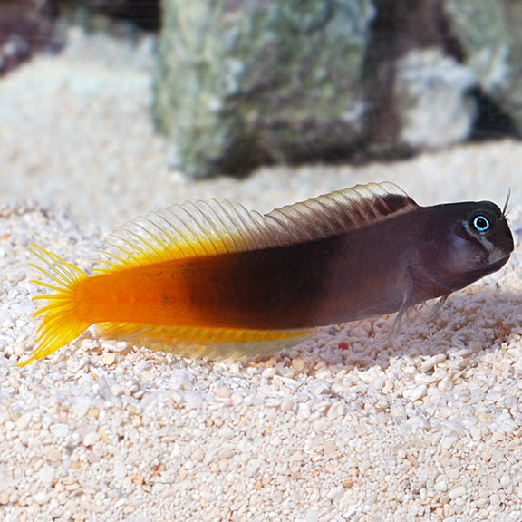Bicolor Blenny: Saltwater Aquarium Fish