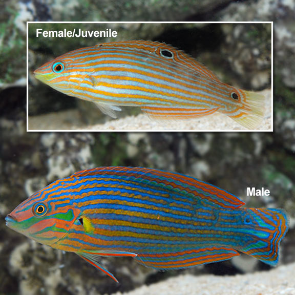 Melanurus Wr E Melanurus Wr E