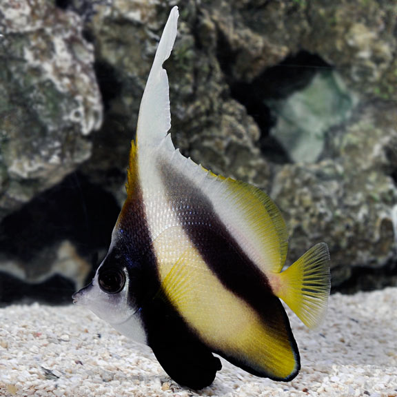 Red Sea Bannerfish Heniochus Intermedius Saltwater Aquarium Fish