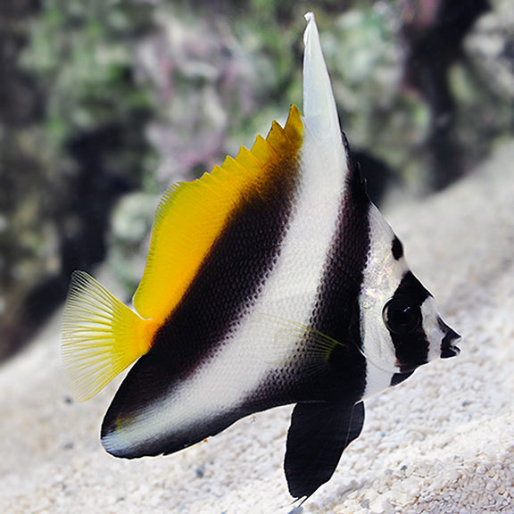 Singular Bannerfish Saltwater Aquarium Butterflyfish