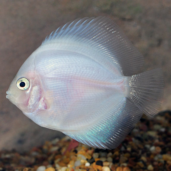 white freshwater aquarium fish