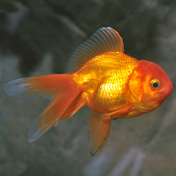 Red Oranda Goldfish: Tropical Fish for 