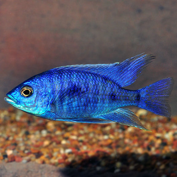 small blue freshwater fish