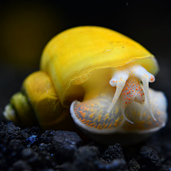 Gold Mystery Snail Freshwater Aquarium Invertebrates