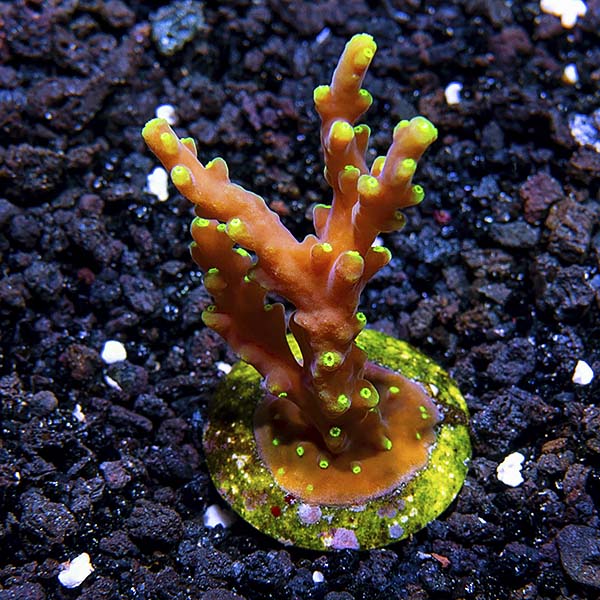 Ora Aquacultured Neon Green Polyp Acropora Coral Ora Aquacultured Corals At Liveaquaria Com