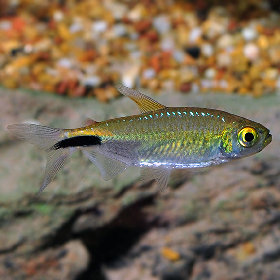 large tetra fish