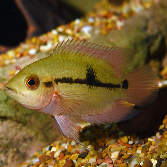 freshwater cichlids for sale