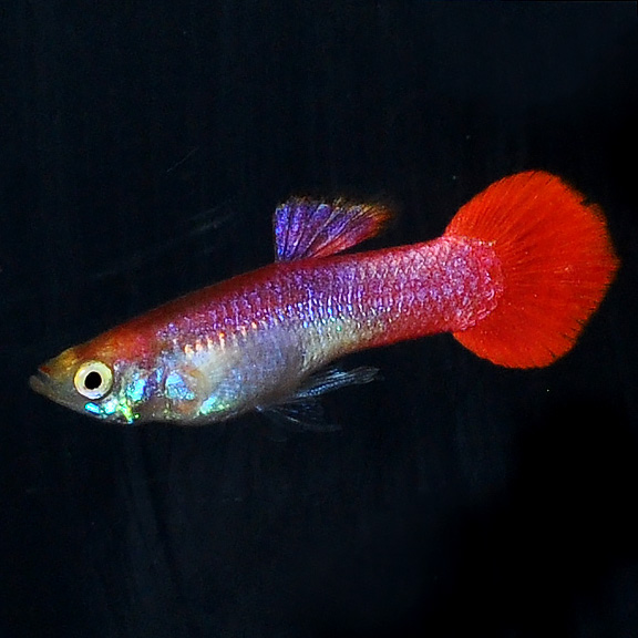 liveaquaria