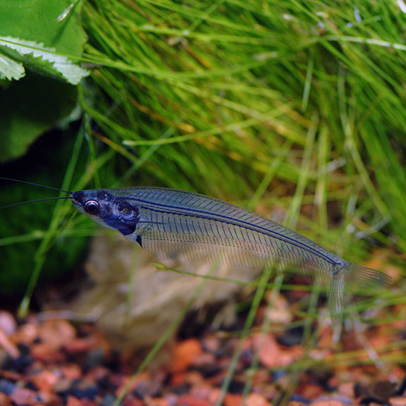 small exotic freshwater fish