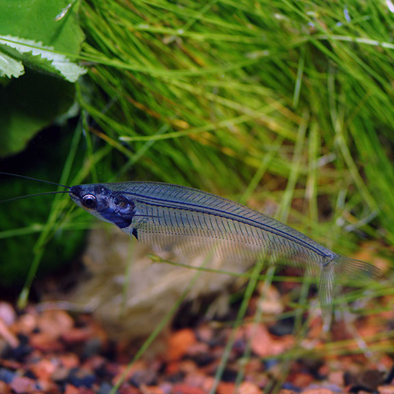 Ghost Glass Cat: Tropical Fish for 