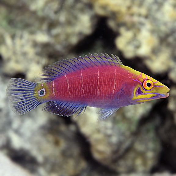 Mystery Wrasse - Reef Safe Wrasses 