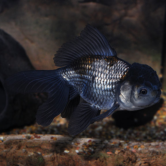 Blue Oranda Goldfish: Tropical Fish for 