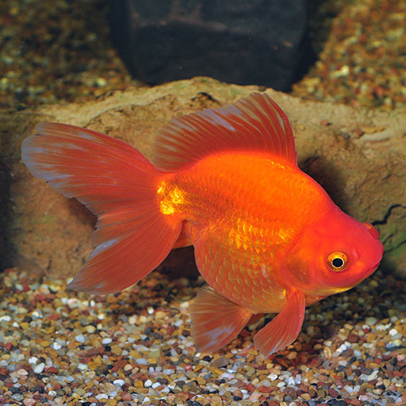 exotic goldfish for sale