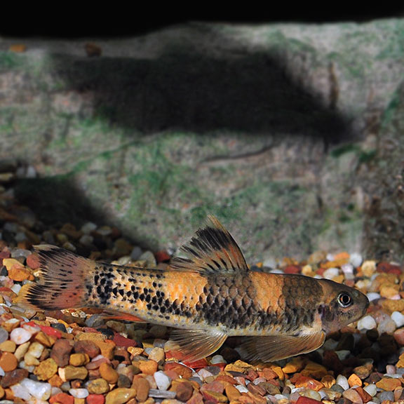 sucker fish tropical