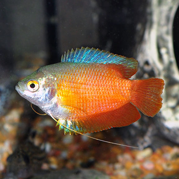 Flame Dwarf Gourami Tropical Fish For Freshwater Aquariums,Big Flowers Drawing