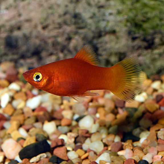 Red Platy Livebearer: Tropical Fish for 