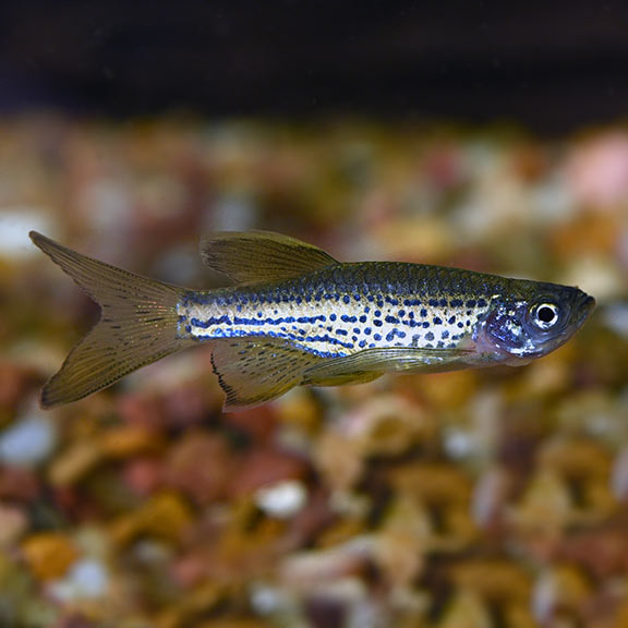 Leopard Longfin Danio Tropical Fish For Freshwater Aquariums,Country Ribs In Oven Fast