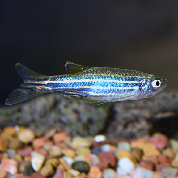 Zebra Longfin Danio Tropical Fish For Freshwater Aquariums,What Do Cats Like To Eat For Breakfast