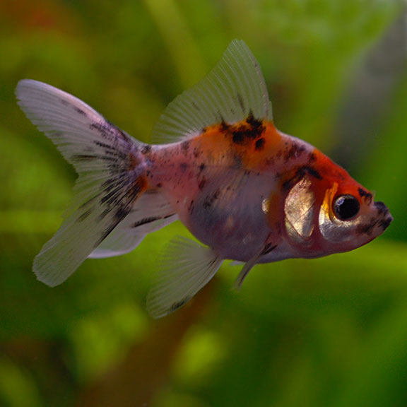 Fantail Goldfish, Calico: Tropical Fish 