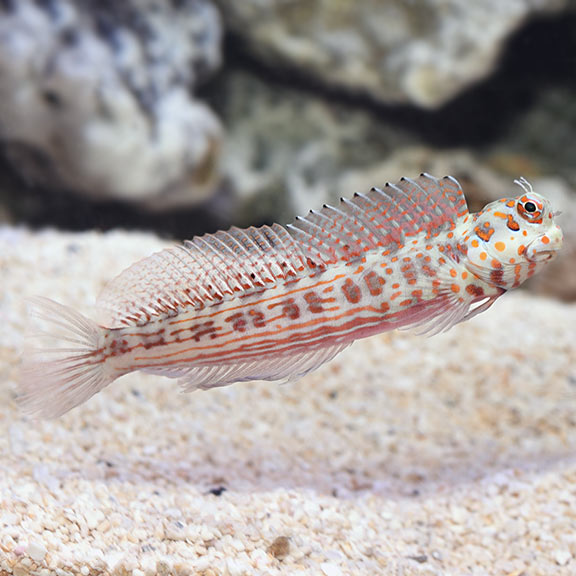 tail spot blenny care