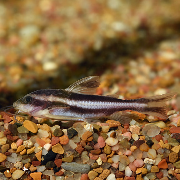 aquarium catfish