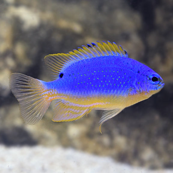 Small Blue Devil Damselfish