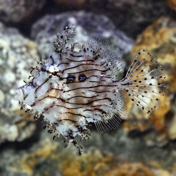 filefish care