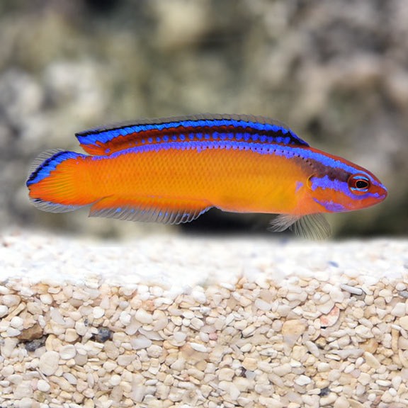 Neon Dottyback, Captive-Bred: Saltwater 