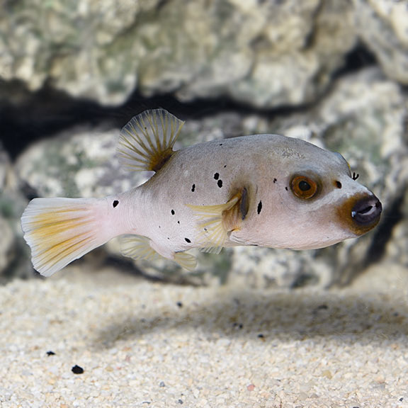 Arothron Dog Face Puffer: Saltwater 