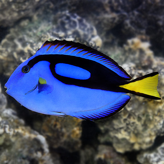 Blue Tang(Paracanthurus hepatus)