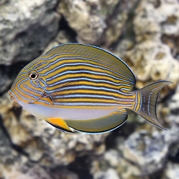 Clown Tang: Saltwater Aquarium Fish for 