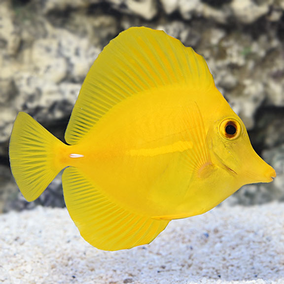 Yellow Tang Hawaii Saltwater Aquarium Fish For Marine Aquariums