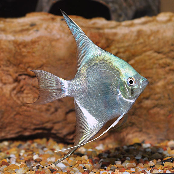 freshwater angelfish freshwater fish