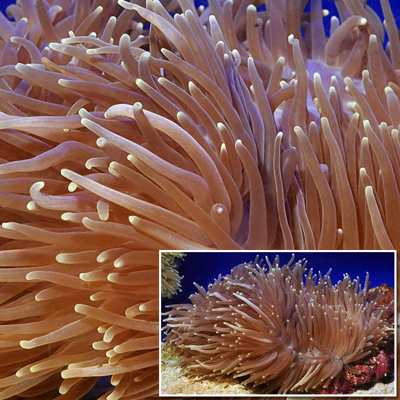 Ritteri Anemone Large Saltwater Invertabrates For Marine Aquarium