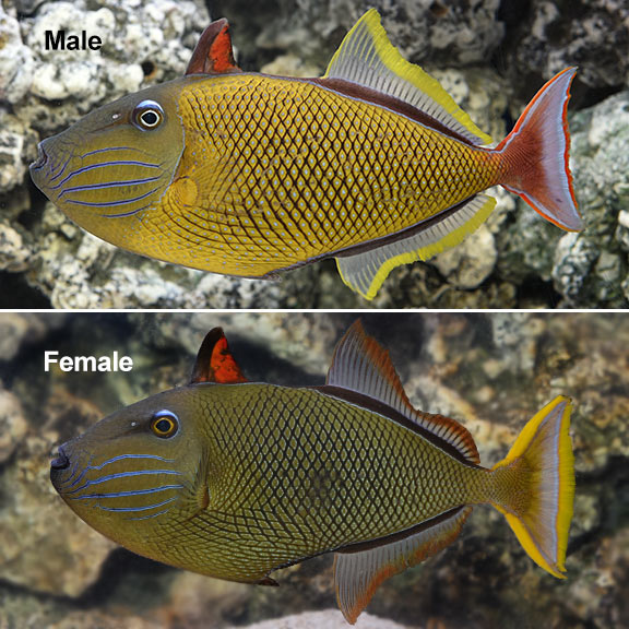crosshatch triggerfish