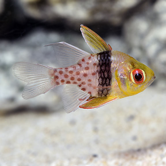 Pajama Cardinalfish: Saltwater Aquarium 